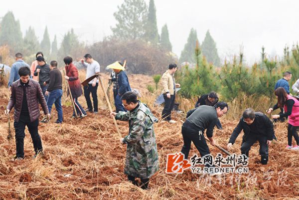 美加墨世界杯官方网站老师们热火朝天地挥锄种金槐